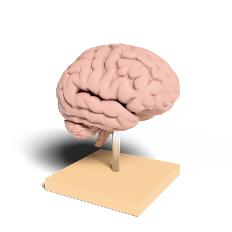 A model of a human brain on a wooden stand